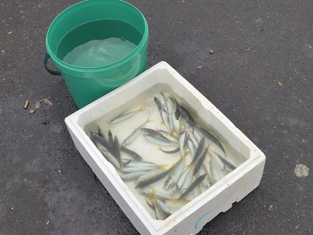 釣っている魚はこんな魚。イワシ?とにかく小さい