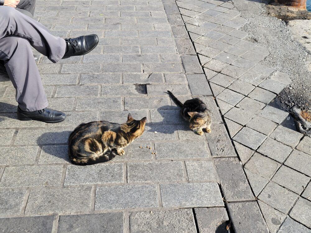 カラキョイ地区では散策したりくつろぐ人がいっぱい スタンブール名物の猫ちゃんもいっぱい