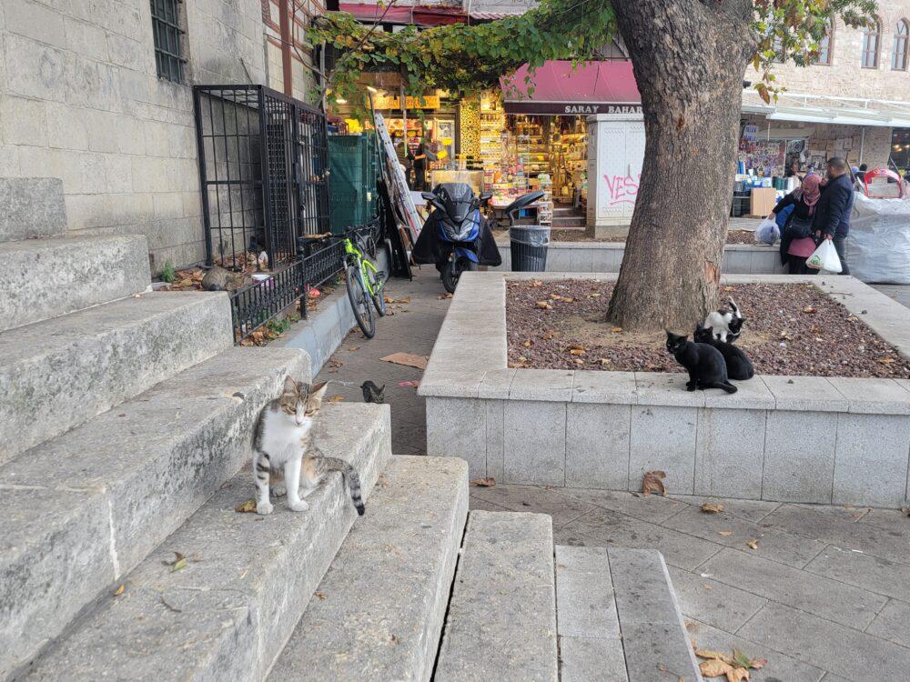 グランバザールの外にいる猫たち